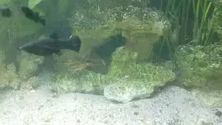 Содержание леопардового краба в аквариуме🦀🦀🦀