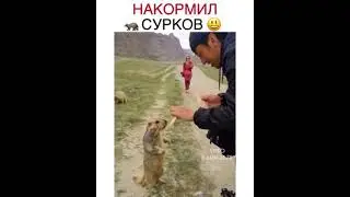 откармливаем сурков