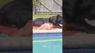 Cane Corso Dog Protect the child 🔥🔥 Cane Corso Dog Guard Our Home 🔥🔥 