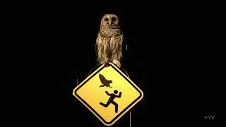 Owl Frog Attack Dive FYV
