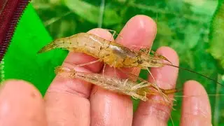 How To Catch Shrimp In Freshwater.