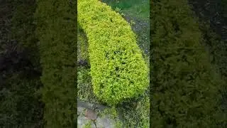 Стрижка живой изгороди из спиреи.
