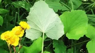 Мать и мачеха