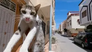 The tiger cat that lives on the street is very friendly.