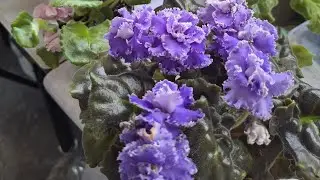 Цветут фиалки. Обзор сортов.
