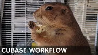 AA02 Cubase Workflow