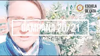 CAMPAÑA aceituna AOVE 20-21 IMPORTANCIA MADURACIÓN primera parte