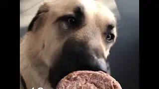 Will Mo Eat it? Will our giant dog eat an Apple Cider Donut