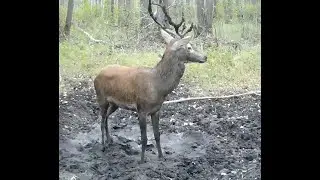 Гон у оленей и их любимое болотце. Часть 1