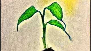 Sun Starved Sprout