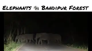 Sultan Bathery | elephant attack | bandipur forest | bandipur elephant | Wayanad | Markaz Masjid