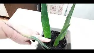 сею рассаду, укореняем лист алоэ