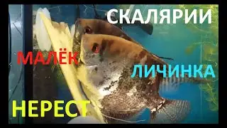 Разведение СКАЛЯРИЙ  Нерест  Личинка  Малёк  Взрослая рыбка