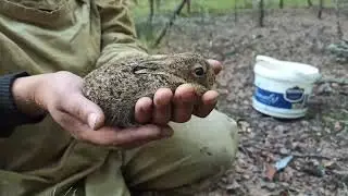 Грибалка. Ура прошел дождик. Грибы пошли.