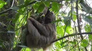 Hoffmann's Two toed Sloth - Choloepus hoffmanni - Perezoso de dos uñas