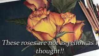 Drawing dramatic roses with colour pencil
