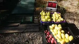 Меню мистера Мансура