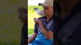 کبوتر میری تنہائی  کے ساتھی