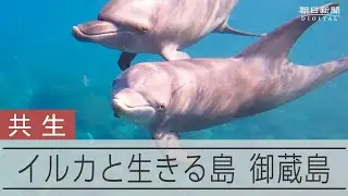 イルカとともに生きる島、御蔵島　個体識別調査30年