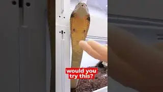 how to safely pet a king cobra  ( Venomous Snake )
