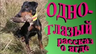 Одноглазый  ягдтерьер в жизни и на охоте. Рассказ