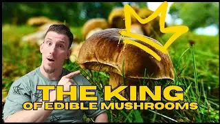 Searching for the king of gourmet mushrooms