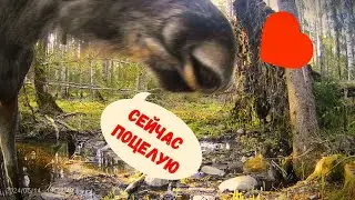 Лоси целуют фотоловушку. Сохатые чмоки!)