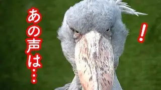 ある声に反応するハシビロコウふたばちゃん!【秋のふたば2024-3】Futaba,the Shoebill   autumn 2024-3