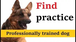 The trained dog reaction to my question Where is your ball find practice the trained dog reaction to