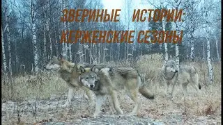Звериные истории: Керженские сезоны