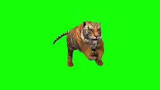 Tiger Green Screen | Free Footage - Videos for content creators