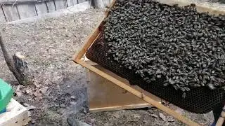 Эпизод 1-й. Пчела "Узбечка" против бакфаста. Эксперимент.