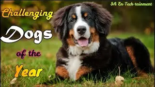 Challenging Dogs of the year || Cute Jumping Dogs || Fun Overloaded