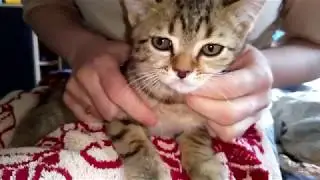 как подстричь когти котёнку
