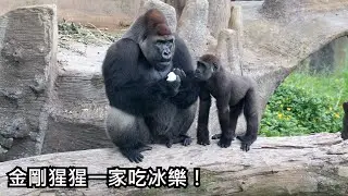 金剛猩猩一家吃冰樂！