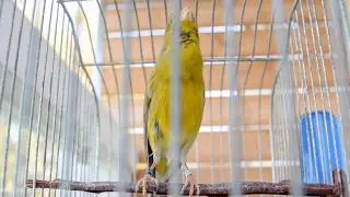 Meet Mr. Six, the Younger! Can He Outshine His 2020 Predecessor? canary singing video