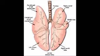 mesothelioma ad script