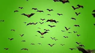Realistic Bat Green Screen Footage