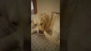 Funny Cute Dog licks paw | lustiger Hund leckt Pfote