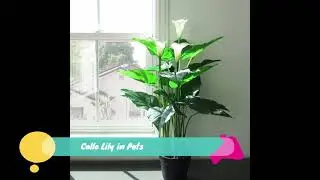 Calla Lily in Pots - How well It Grow and Can you Leave it Over Winter?