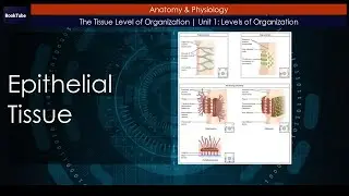 Epithelial Tissue | The Tissue Level of Organization | Unit 1: Levels of Organization