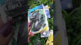 Продажа рассады в дождь 