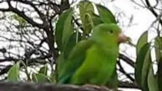 Periquitos-Verdes