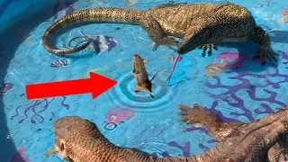 RODENT DROPS IN POOL--Lizards go After It