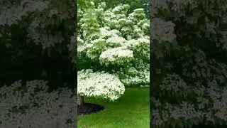 Kousa Dogwood full grown and in bloom!