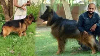 Hum new German Shepherd purchase krne gaen