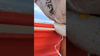 Case mx135  sianie zboża siewnikiem Agromasz