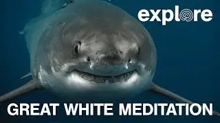 Explore: Great White Meditation