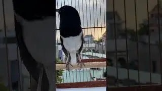 Choè Than Rừng Líu Kích Thích Chim Đấu