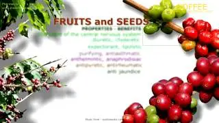 Coffee Benefits. Health benefits of coffee tree